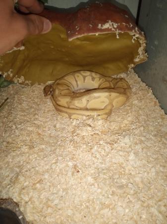 Image 5 of Banana X Hey Clown Ball Python- Best Offer Takes Her Quickly