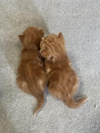 Image 2 of 1 ginger male kittens left for sale
