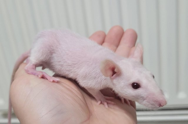 Image 10 of Baby straight hair and double rex male siamese rats
