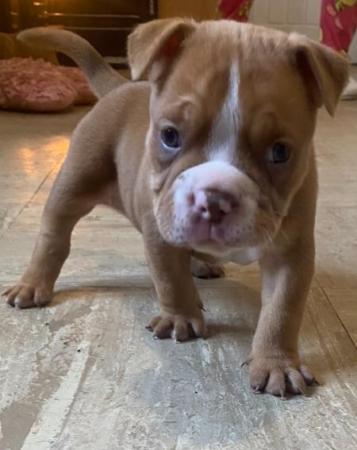 Image 13 of Pocket bullies for sale