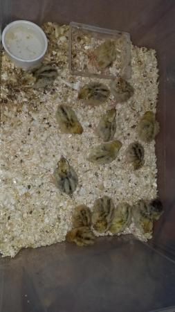 Image 1 of Quail mixed colours Hatched 26 April