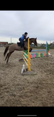Image 1 of 15.2 ISH mare for part loan.