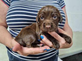 Image 12 of KC registered Cocker Spaniel puppies for sale