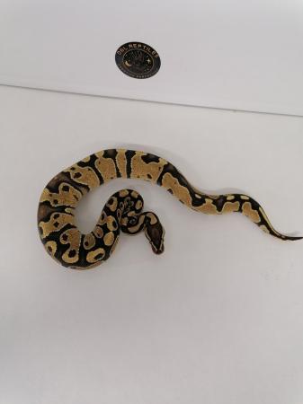 Image 2 of X2 female ball python hatchlings