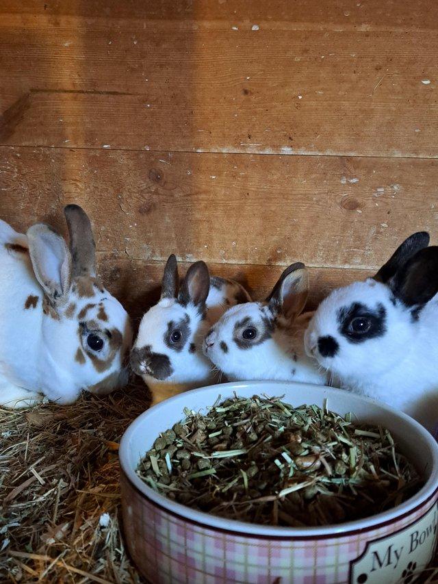 Preview of the first image of Mini Rex babies. Ready now. Pure bred..