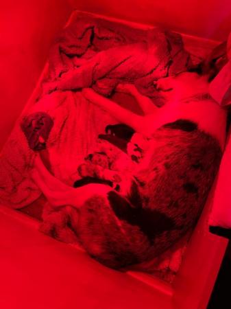 Image 1 of 13 week old border collie pups