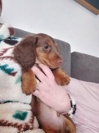 Image 5 of READY NOW KC MINI DACHSHUNDS