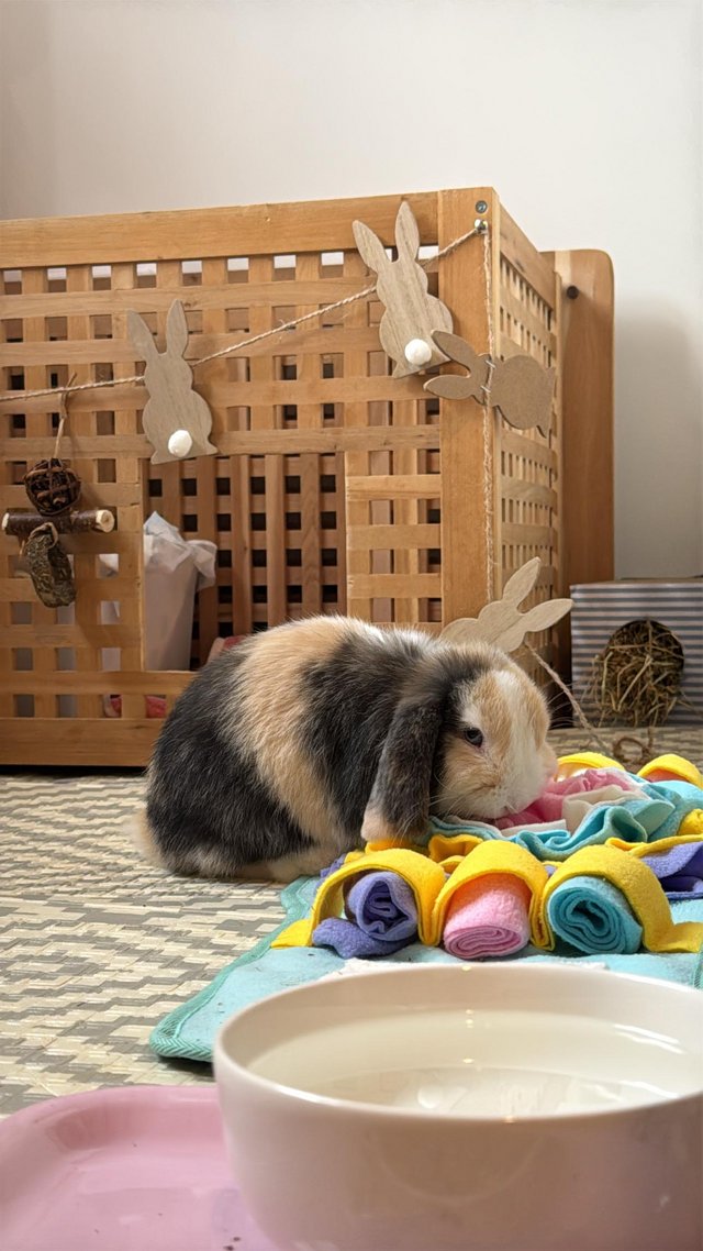Pure bred male baby harlequin mini lop — photo 2 of 4
