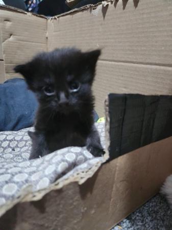 Image 2 of 7 week old black kittens