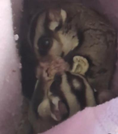 Image 2 of Breeding pair of sugar gliders with set up proof in the pics