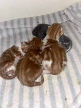 Image 5 of Boys kittens for sale gingers