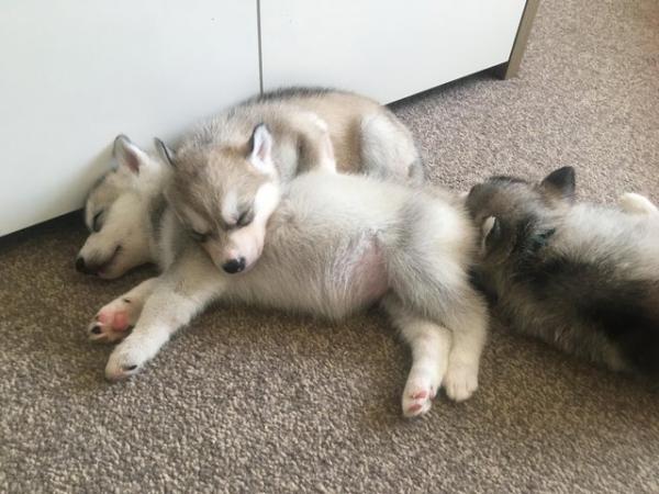 Image 21 of Gorgeous Siberian husky puppies for sale!