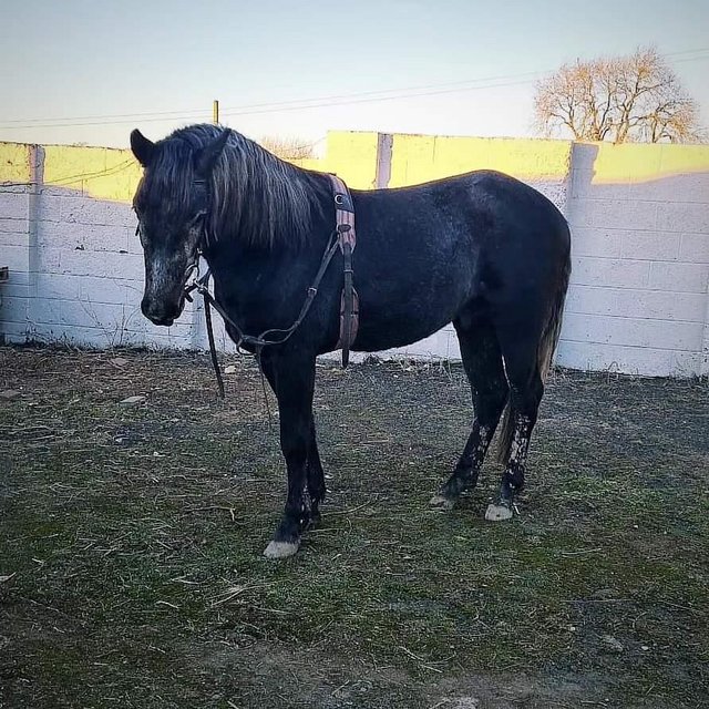Preview of the first image of 3 year old, Connemarra gelding.