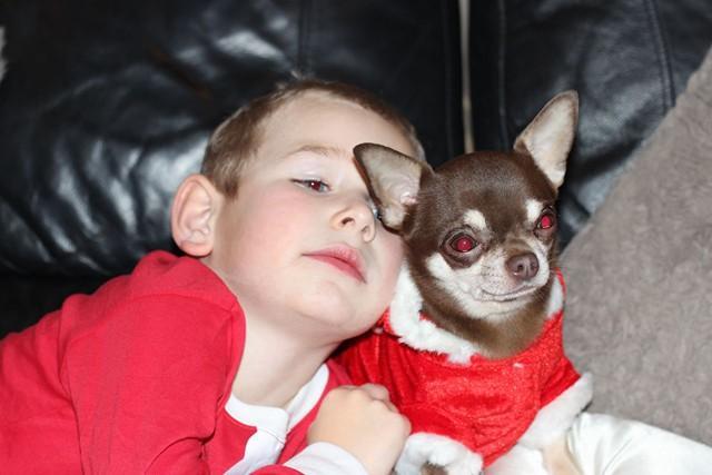 Preview of the first image of *AT STUD* kc registered chihuahua chocolate smoothcoat male.