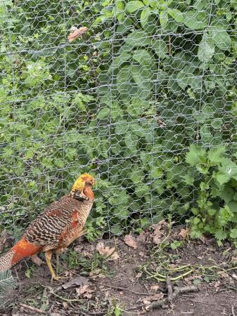 Image 3 of Golden pheasant- Males available.