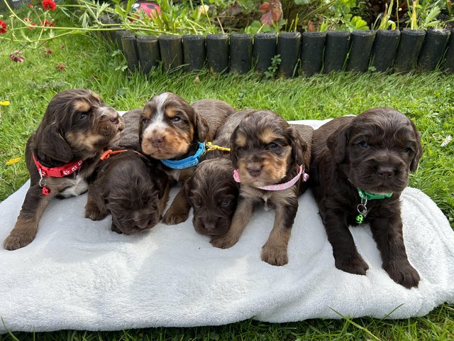 Preview of the first image of Working Cocker Spaniel Puppies Choc & Tan!!!.