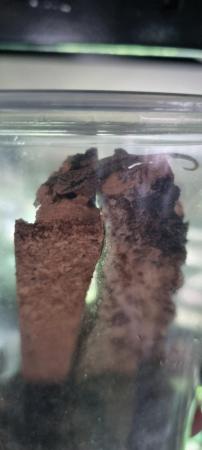 Image 4 of Mourning geckos for sale