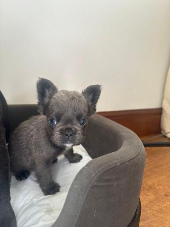 Image 12 of Gorgeous French bulldog puppies