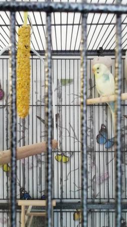 Image 5 of Two Budgies Yellow and Blue
