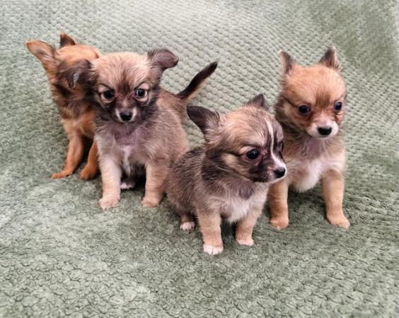 Image 2 of Gorgeous chihuahua puppies available