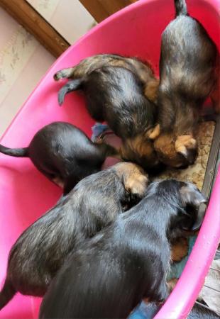 Image 17 of REDUCED KC registered Border Terrier Puppies