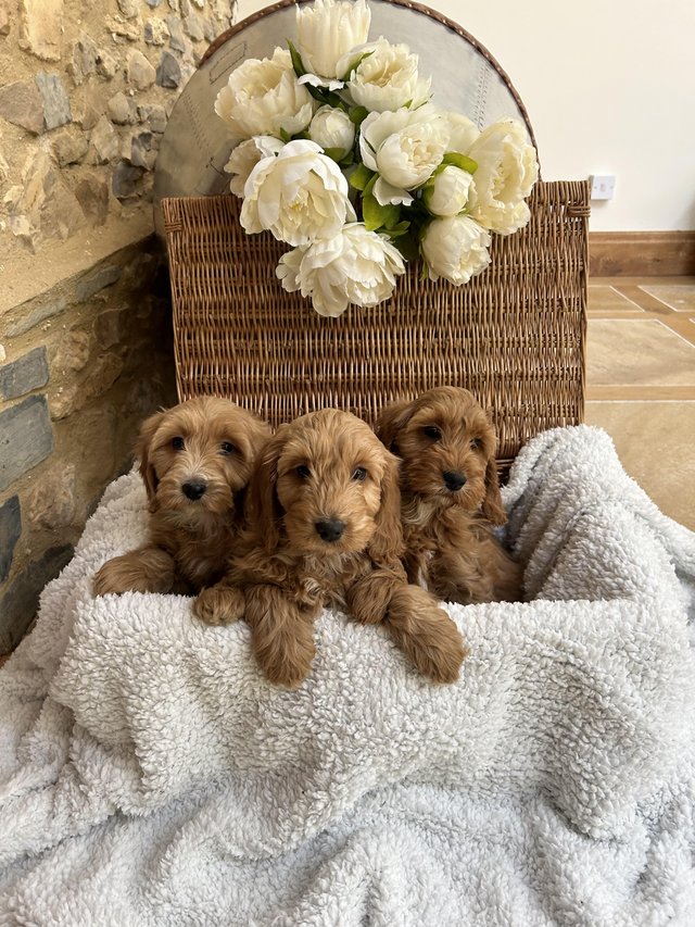 Preview of the first image of Cockapoo F1 show type pups, PRIZEWINNING LINES.