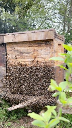 Image 33 of Bee Nucs overwintered 2024 for sale