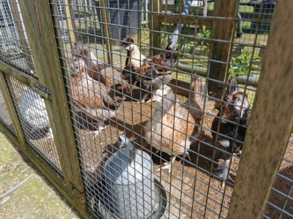 Image 8 of PURE BREED HENS, SALMON FAVEROLLE'S, ORPINGTON'S, CHICKENS