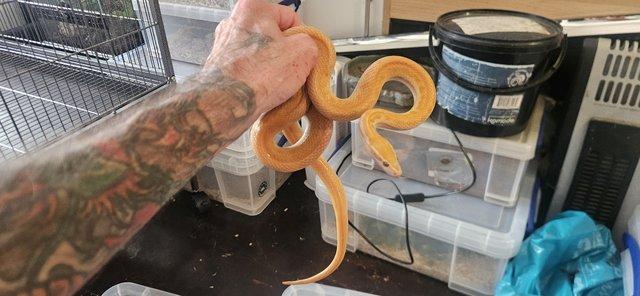 Balls, African House Snake and Bullsnake