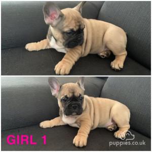 Image 14 of French Bulldogs puppies