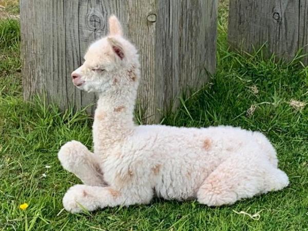 Image 17 of Beautiful Quality Alpacas for Sale