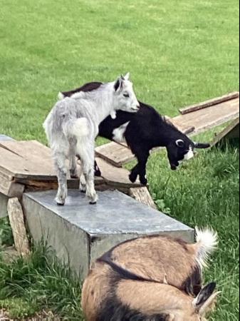Image 3 of Female and wether Baby Pygmy Goats