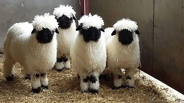 Preview of the first image of Valais Blacknose rarebreed sheep.