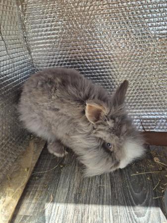Image 3 of Male rabbit for sale  have a lion