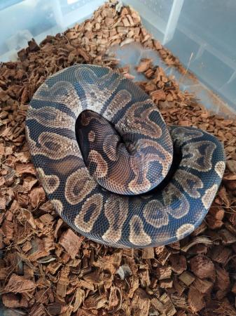 Image 2 of Male Royal Pythons for sale mix of ages/prices