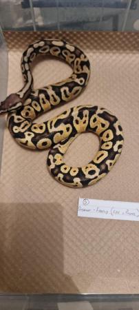 Image 2 of Firefly (Fire x Pastel) royal/ball python for sale