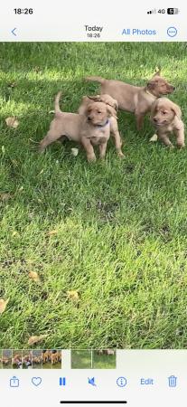 Image 8 of Fox Red Labrador puppies for sale