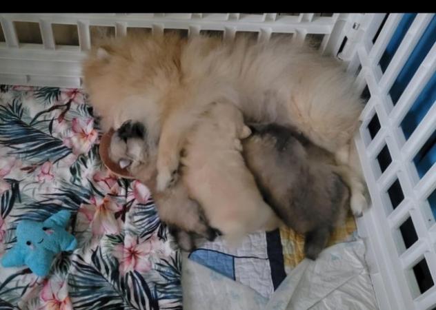 Image 3 of Fluffy KC registered Pomeranian Puppies