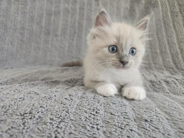 Image 2 of Ragdoll Kitten- Last Kitten Available!