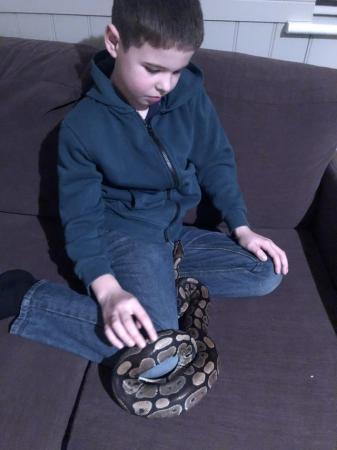 Image 4 of 4 year old Female Ball Python