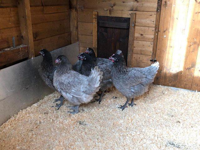 Preview of the first image of ## P.O.L HYBRID HENS FOR FOR SALE ##.