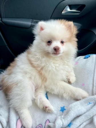 Image 4 of Fluffy Pomeranian pups ready now 1 boy available