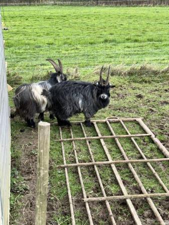 Image 2 of Two x male Pygmy goats offer