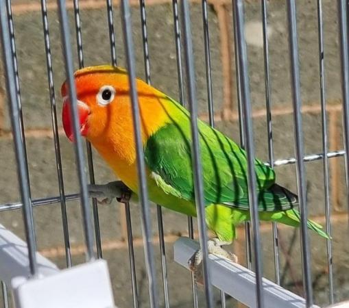 Image 5 of Less then 2 year old lovebirds for sale