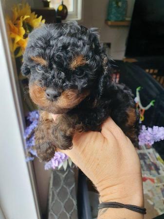 Image 13 of kc reg tiny chocolate toy poodle for stud only