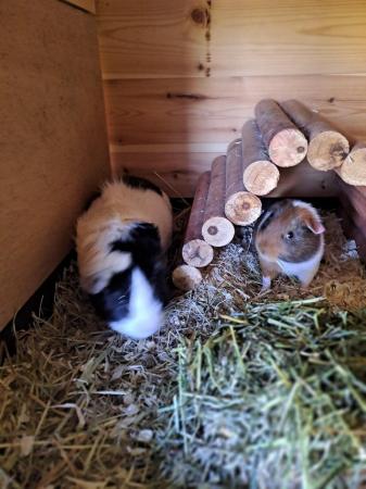 Image 6 of Gorgeous baby boy guinea pigs in need of new loving homes
