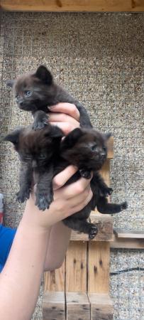 Image 7 of 3 black kittens for sale 2 male 1 female £100