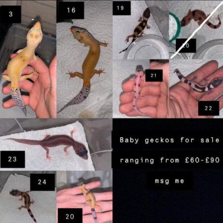 Image 2 of Baby Female Leopard Geckos For Sale