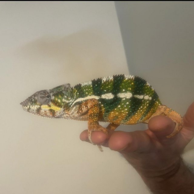 Preview of the first image of Blue bar panther chameleon with full set up..