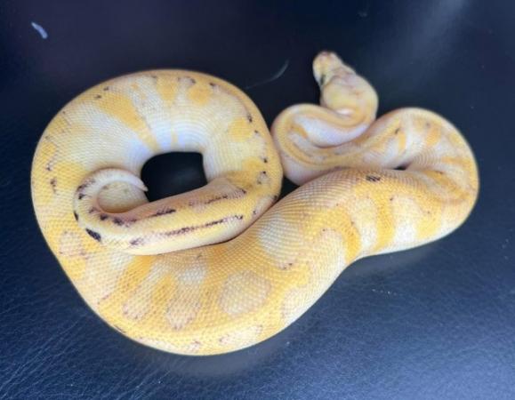 Image 3 of Firefly champagne female ball python royal